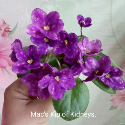 Лот: 13761838. Фото: 1. Фиалка Mac's Kip of Kidnеss- стартер... Горшечные растения и комнатные цветы