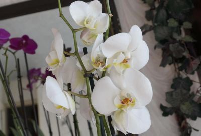 Лот: 5465786. Фото: 1. Орхидея Phalaenopsis 2 стрелы... Горшечные растения и комнатные цветы