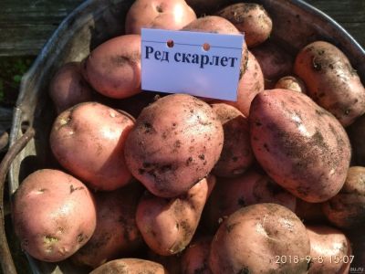 Лот: 13319208. Фото: 1. Картофель сорта "Ред скарлет". Картофель