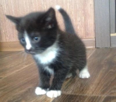 Лот: 9050833. Фото: 1. Рождественские Котята. Кошки, котята