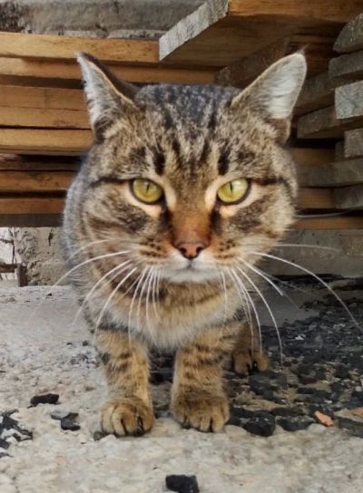 Лот: 16207109. Фото: 1. Харизматичный кот в добрые руки... Кошки, котята