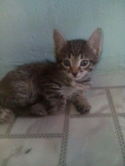 Лот: 5505949. Фото: 1. Котёночек ищет дом). Кошки, котята