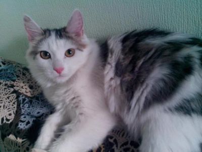 Лот: 3216119. Фото: 1. Котенок 6 месяцев, мальчик. Кошки, котята