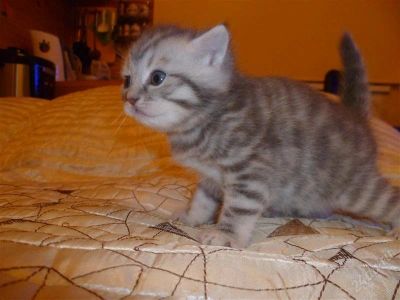 Лот: 2816899. Фото: 1. Британец. Кошки, котята
