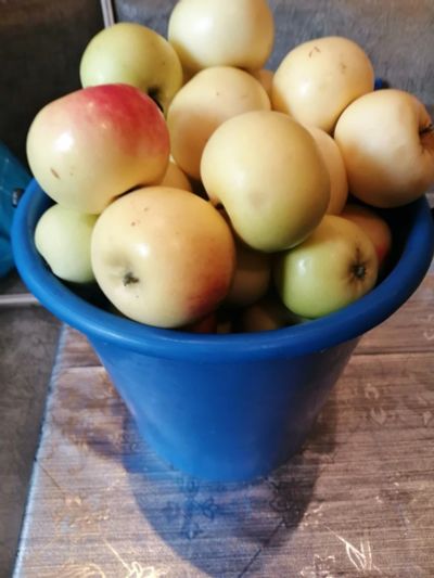 Лот: 16489626. Фото: 1. Яблоки 5л.ведро. Овощи, фрукты, зелень