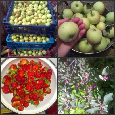 Лот: 4364224. Фото: 1. Продам дом-дачу. Ветлужанка. Возможность... Дачи