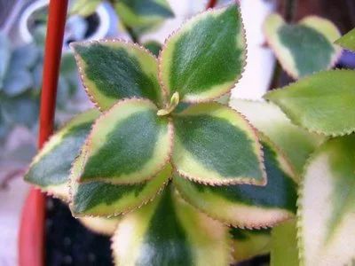 Лот: 16798280. Фото: 1. Crassula sarmentosa variegata... Горшечные растения и комнатные цветы