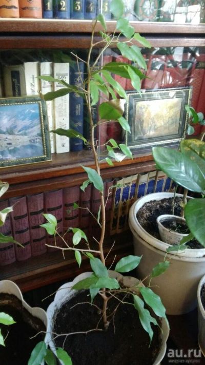 Лот: 17524071. Фото: 1. растение фикус бенжамина. Горшечные растения и комнатные цветы