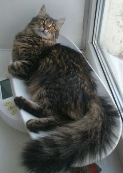 Лот: 7245482. Фото: 1. Отдам в добрые руки Кошку Гесю. Кошки, котята