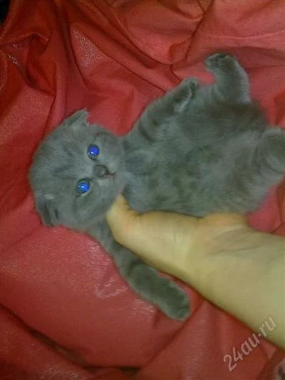 Лот: 1340786. Фото: 1. Вислоухая кошечка. Кошки, котята