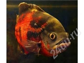 Лот: 315860. Фото: 1. астронотус срочно! продажа,обмен. Рыбки