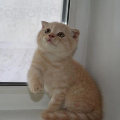 Лот: 4060964. Фото: 1. шотландские котята вислоухие и... Кошки, котята