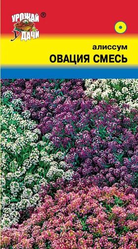 Лот: 10845769. Фото: 1. Семена алиссума "Овация" (смесь... Садовые цветы