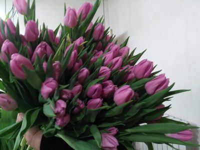 Лот: 16993063. Фото: 1. Тюльпаны оптом Bolroyal pink Кемерово... Свежие цветы
