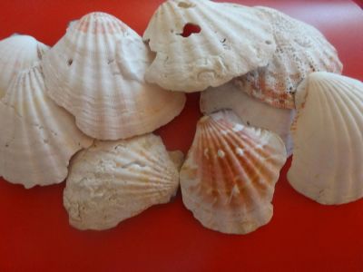 Лот: 6274004. Фото: 1. Ракушки с моря. Ракушки для аквариума... Грунты, украшения, наполнения