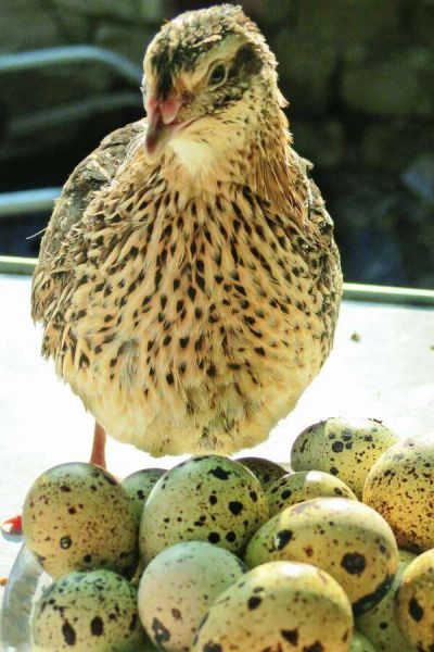 Лот: 8869559. Фото: 1. инкубационное яйцо (перепелинное... Птицы