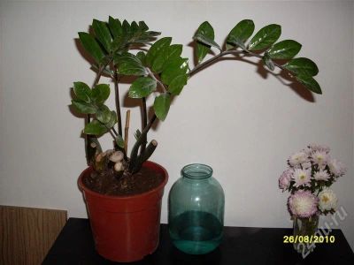 Лот: 491962. Фото: 1. замиокулькас. Горшечные растения и комнатные цветы