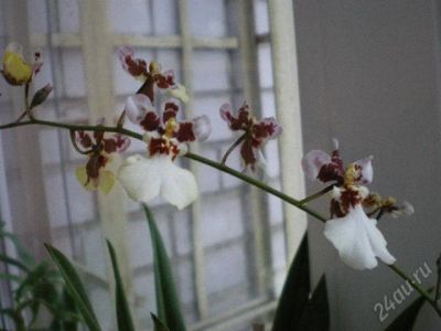 Лот: 1225368. Фото: 1. Орхидея онцидиум цветет. Горшечные растения и комнатные цветы