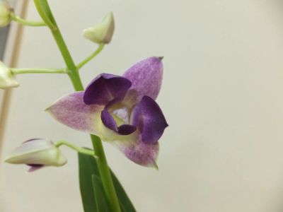 Лот: 6476079. Фото: 1. Орхидея дендробиум-фаленопсис... Горшечные растения и комнатные цветы