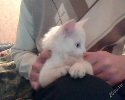 Лот: 822551. Фото: 1. Котёнок Ангорской кошки. Остальные животные