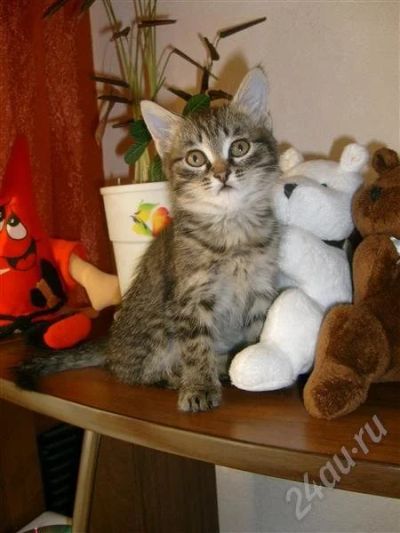 Лот: 698976. Фото: 1. отдам котёнка в хорошие ручки... Остальные животные
