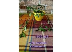 Лот: 18352914. Фото: 1. Хойя давида камминга. Горшечные растения и комнатные цветы