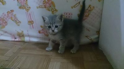 Лот: 5518207. Фото: 1. Шотландский котёнок (мальчик... Кошки, котята