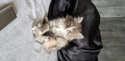 Лот: 16151179. Фото: 1. Отдам котенка. Кошки, котята