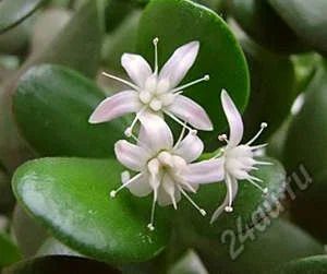 Лот: 5795835. Фото: 1. Денежное дерево (толстянка) (Crassula... Горшечные растения и комнатные цветы
