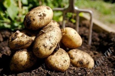 Лот: 664983. Фото: 1. Картофель с доставкой по городу... Картофель