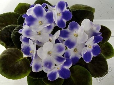 Лот: 7344734. Фото: 1. Фиалка Valeska Blue-лист. Горшечные растения и комнатные цветы