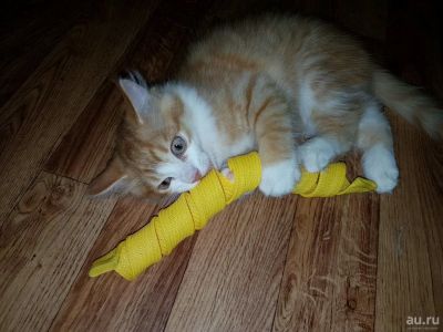 Лот: 9969592. Фото: 1. Рыжая котенок девочка 2,5месяцев. Кошки, котята