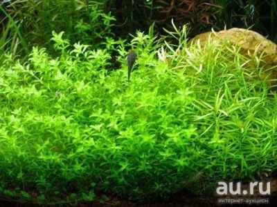 Лот: 13679771. Фото: 1. Растения аква.Микрантемум + Ломариопсис... Водные растения