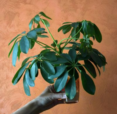 Лот: 7690252. Фото: 1. шефлера. Горшечные растения и комнатные цветы