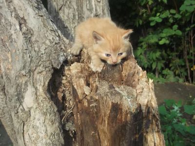Лот: 5805025. Фото: 1. Отдам пушистого рыженького котенка... Кошки, котята