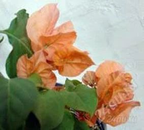 Лот: 1666650. Фото: 1. Бугенвиллея оранжевая 2. Горшечные растения и комнатные цветы