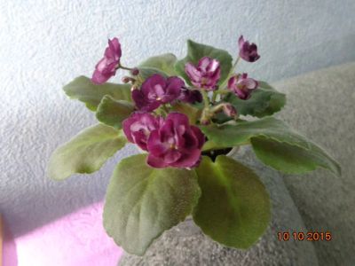 Лот: 6204383. Фото: 1. Фиалка Mac`s Southern Springtim... Горшечные растения и комнатные цветы