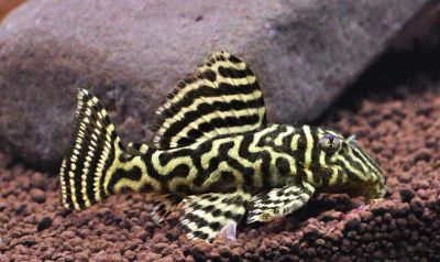 Лот: 16632854. Фото: 1. Гипанциструс L-340 Hypancistrus... Рыбки