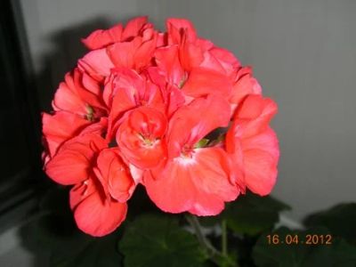 Лот: 5186915. Фото: 1. Сортовая зональная пеларгония... Горшечные растения и комнатные цветы