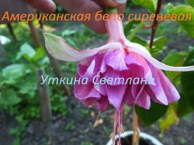 Лот: 4088861. Фото: 1. Фуксия Американская белосиреневая-... Горшечные растения и комнатные цветы