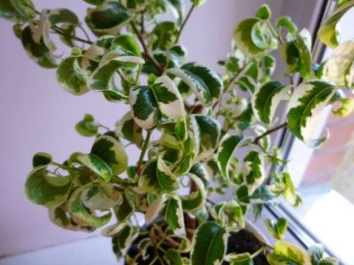 Лот: 8232516. Фото: 1. Фикус Вортекс, ficus Vortex, укоренённый... Горшечные растения и комнатные цветы
