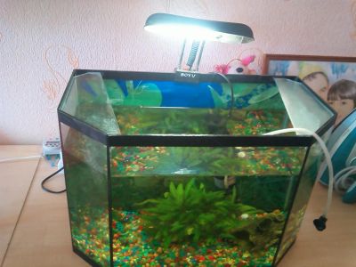 Лот: 7722942. Фото: 1. Аквариум 45 литров со всем содержимым... Аквариумы, террариумы