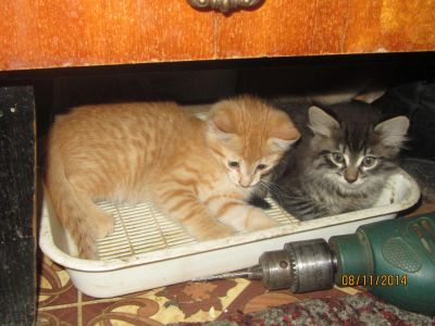 Лот: 4768996. Фото: 1. Котята 3 месяца. Кошки, котята