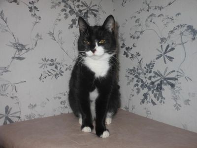 Лот: 7745667. Фото: 1. Миниатюрная кошка биколор. Кошки, котята