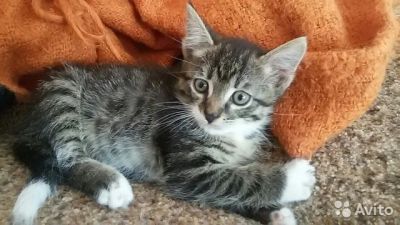 Лот: 7819051. Фото: 1. Отдадим красивого котёнка в хорошие... Кошки, котята