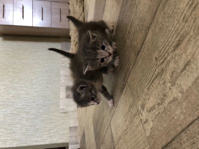 Лот: 13916940. Фото: 1. Кошки. Кошки, котята
