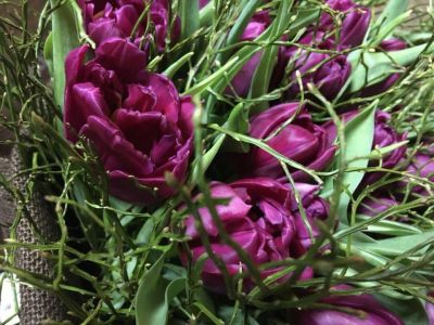 Лот: 11081105. Фото: 1. Букет Пионовидные Тюльпаны. Свежие цветы