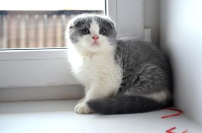 Лот: 8124125. Фото: 1. Шотландские вислоухие. Кошки, котята