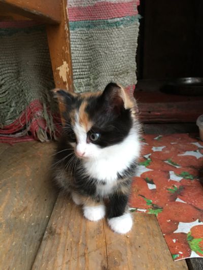 Лот: 16415218. Фото: 1. Котёнок (девочка) 4 месяца. Кошки, котята