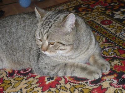 Лот: 1524404. Фото: 1. британец кот. Кошки, котята